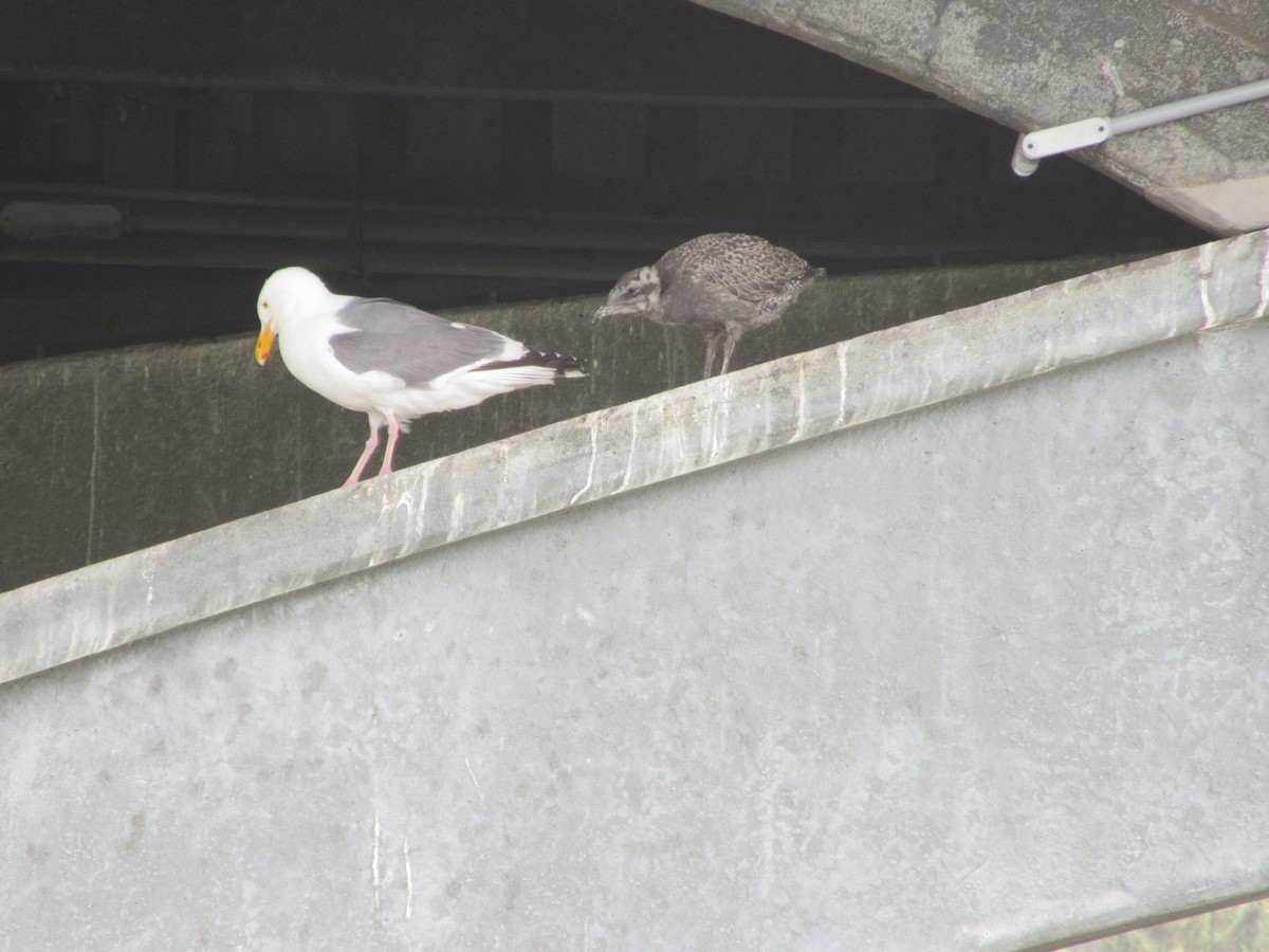 Western Gull - ML108259461