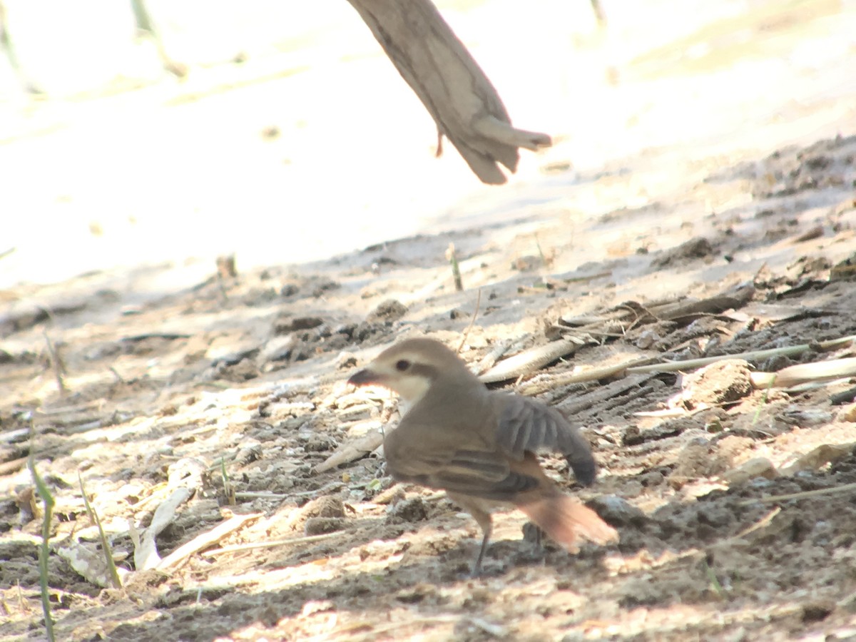 Red-tailed Shrike - ML108259701