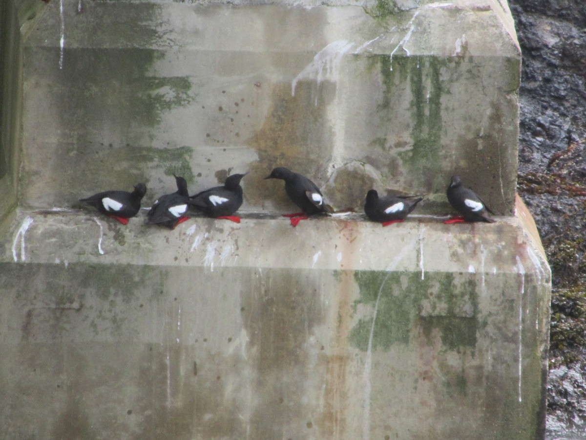 Pigeon Guillemot - ML108259741