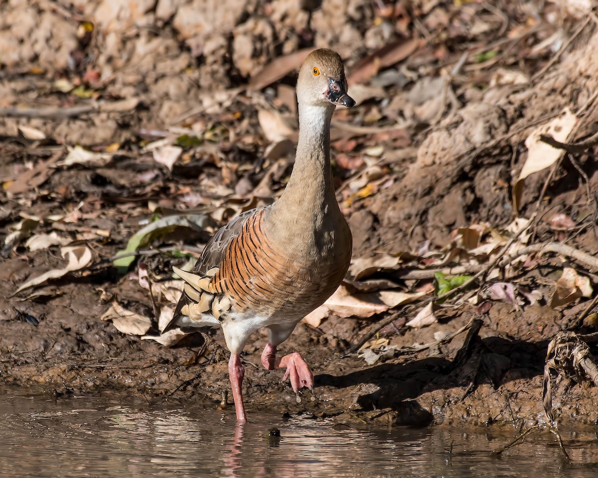 Plumed Whistling-Duck - ML108260021