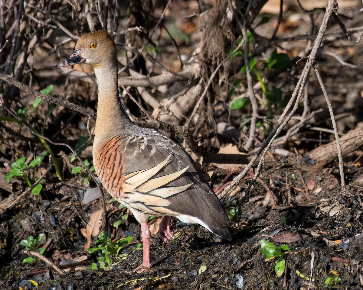 Plumed Whistling-Duck - Terence Alexander