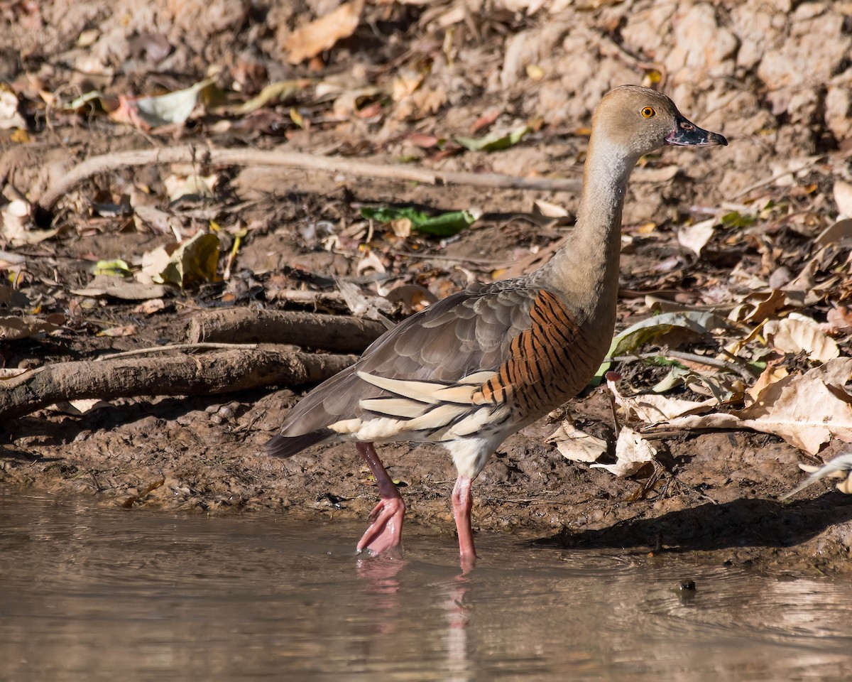 Plumed Whistling-Duck - ML108260061