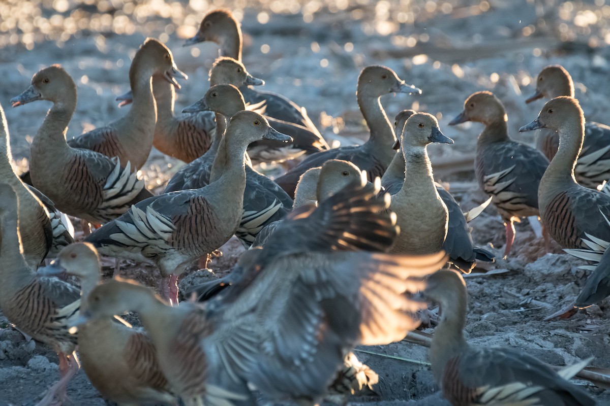 Plumed Whistling-Duck - ML108260201