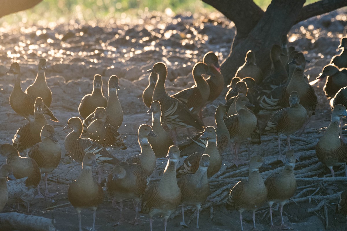 Plumed Whistling-Duck - ML108260221