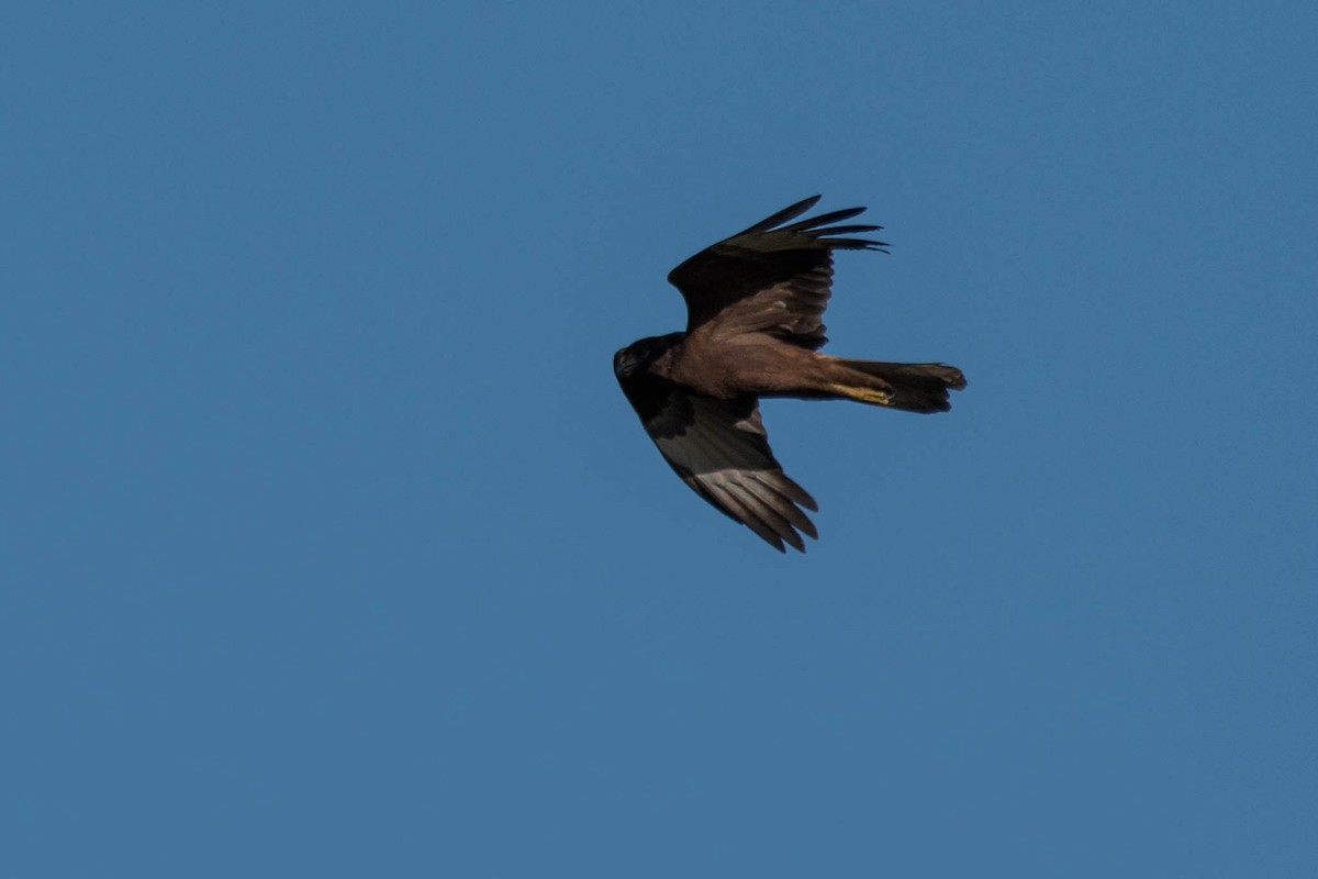 Swamp Harrier - ML108260251