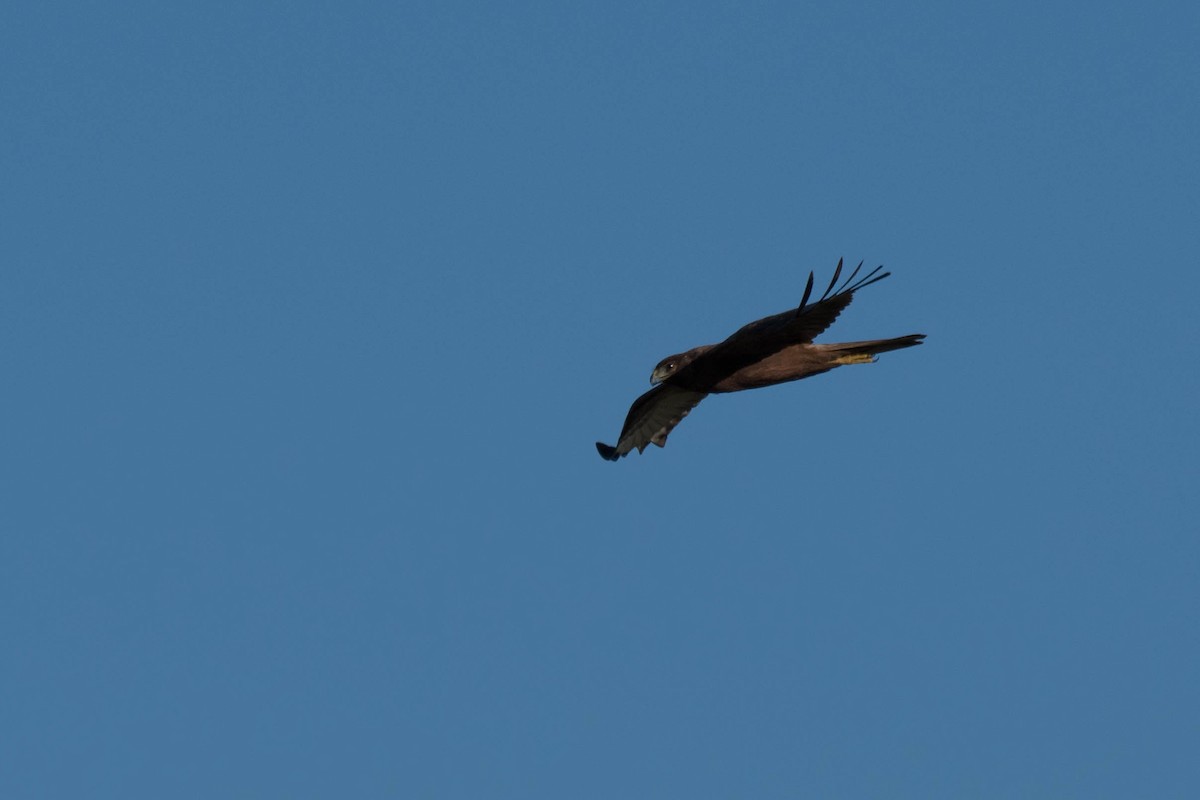 Swamp Harrier - ML108260281