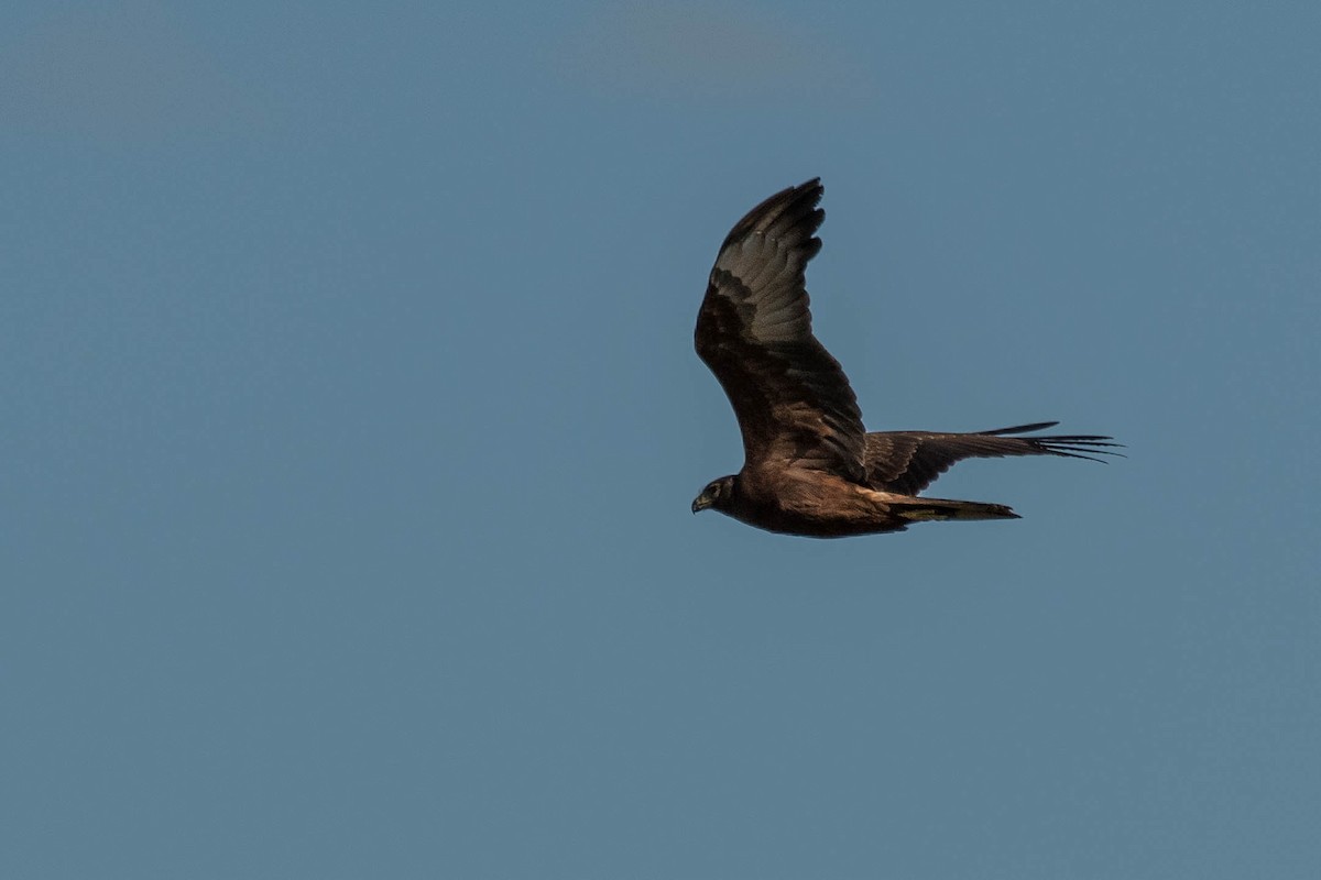 Swamp Harrier - ML108260291