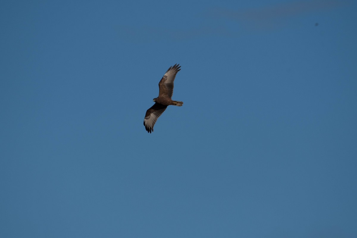 Swamp Harrier - Terence Alexander