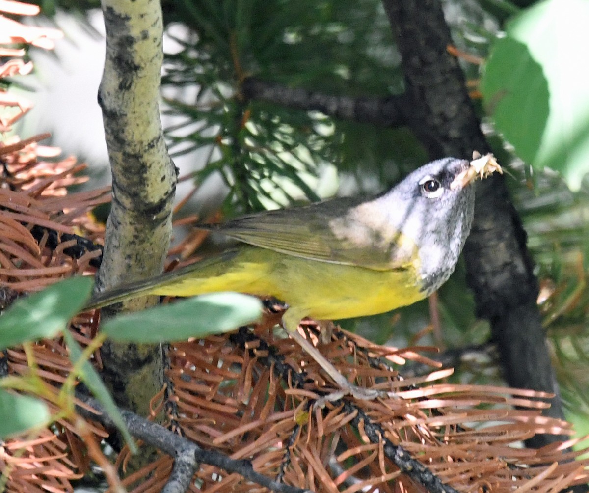 MacGillivray's Warbler - ML108260881