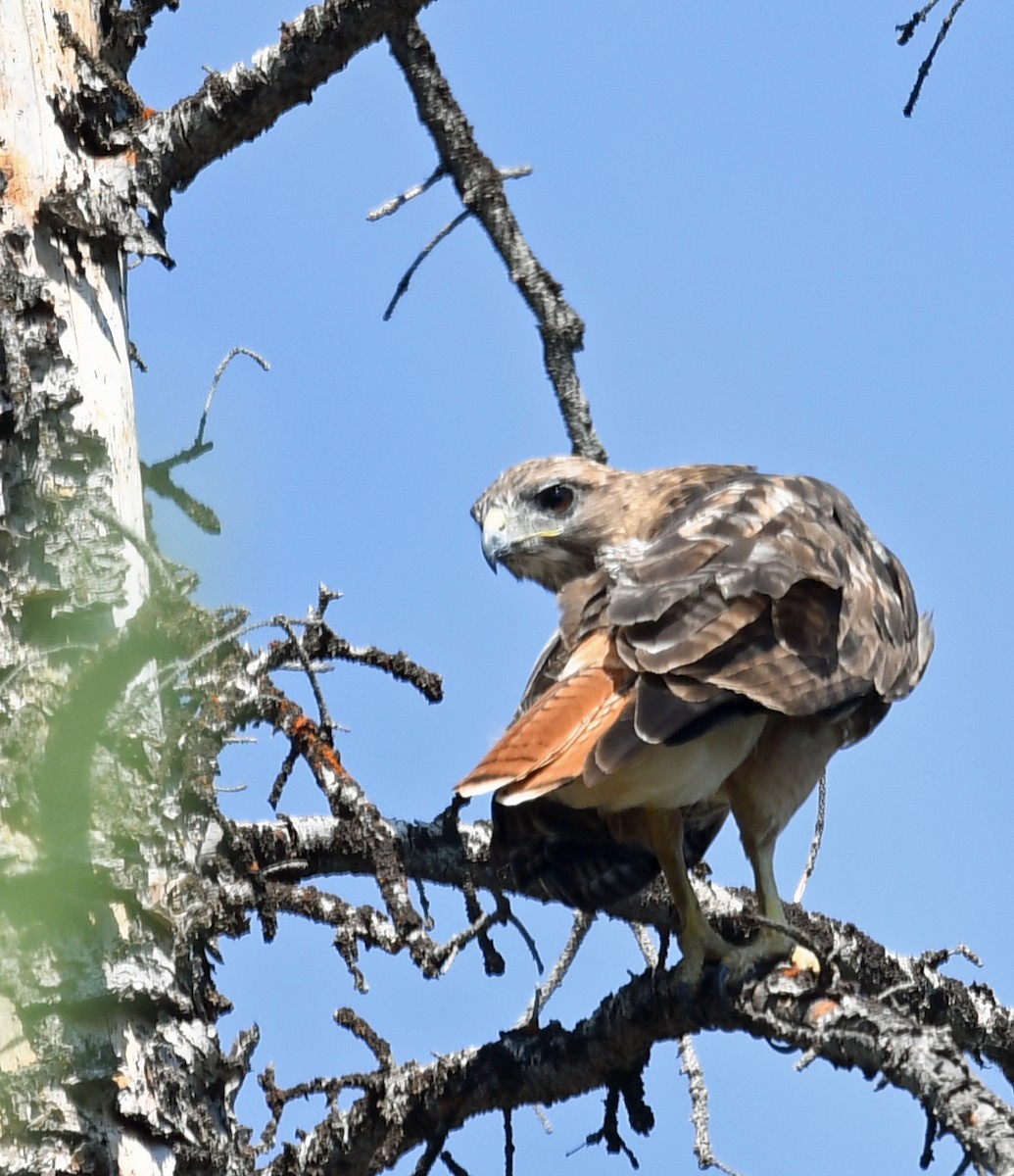 Red-tailed Hawk - ML108261801