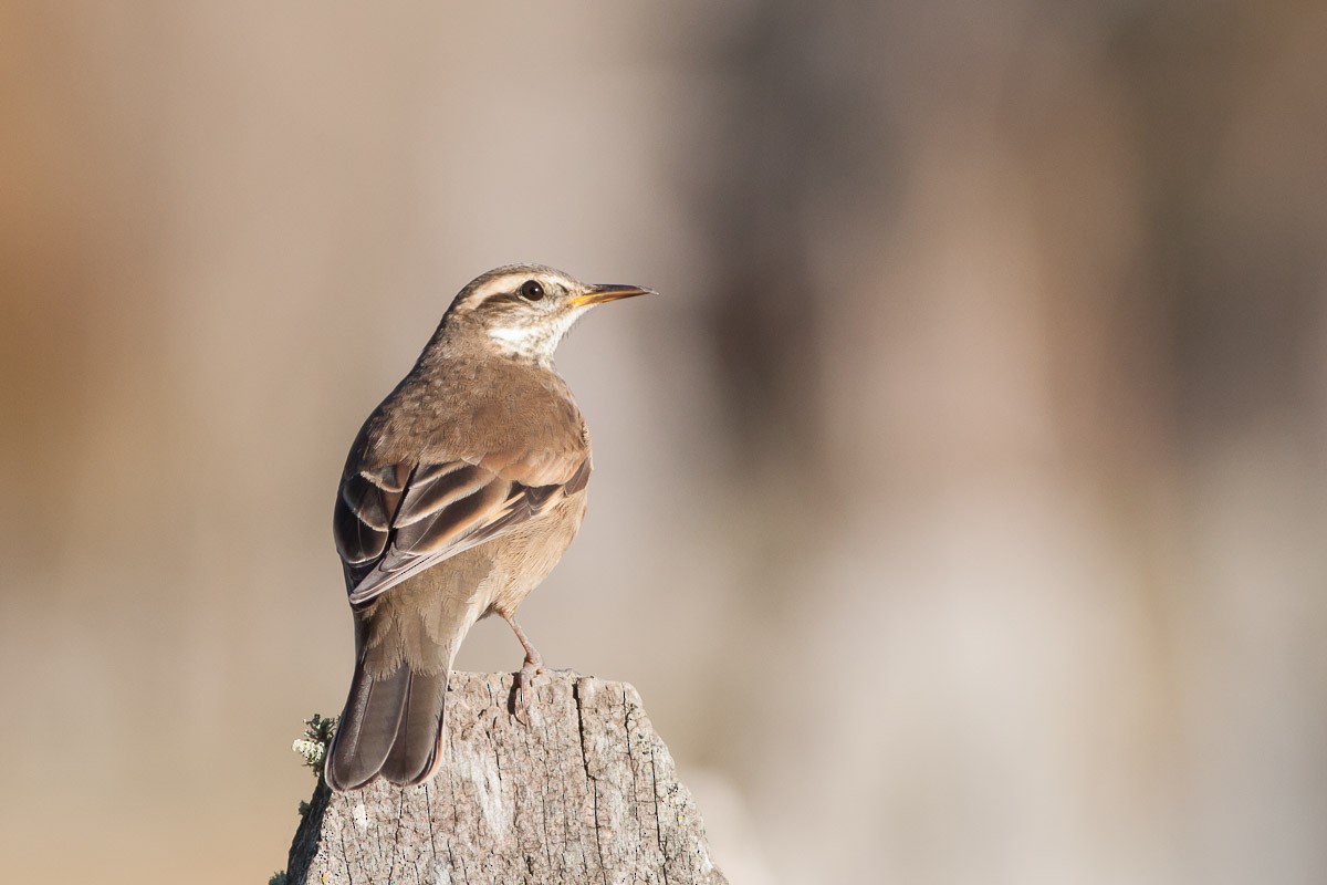 Buff-winged Cinclodes - ML108262541