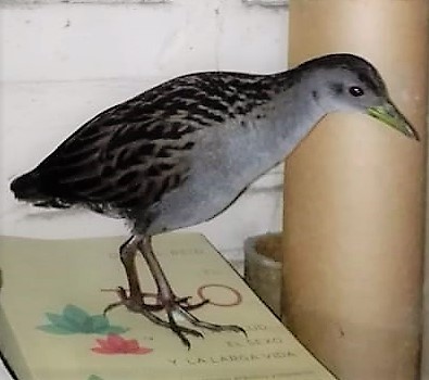 Ash-throated Crake - ML108262781