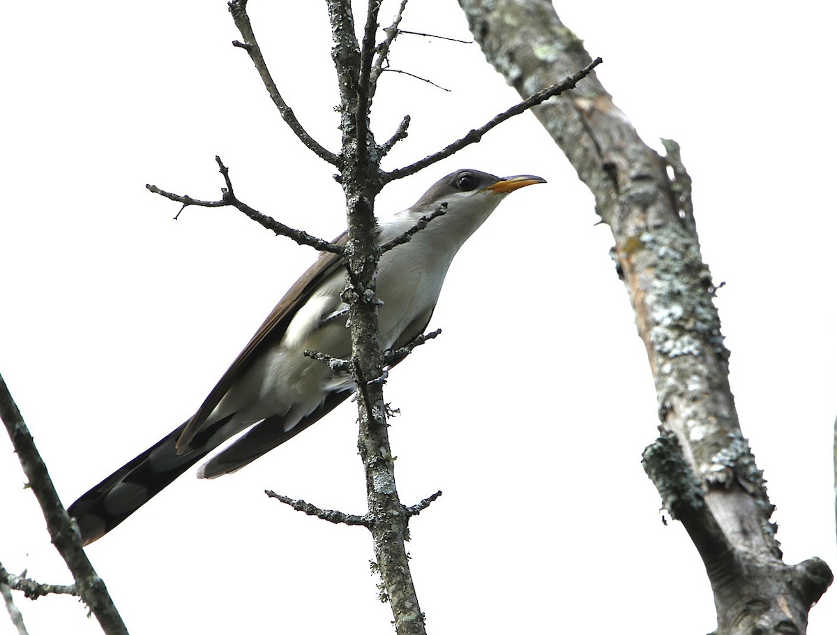 Yellow-billed Cuckoo - ML108263291