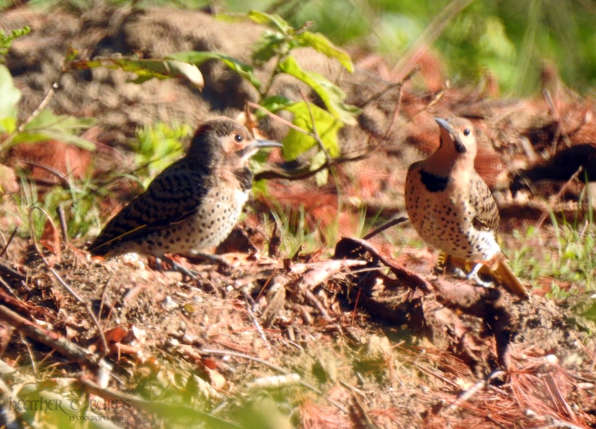 Northern Flicker (Yellow-shafted) - ML108263441