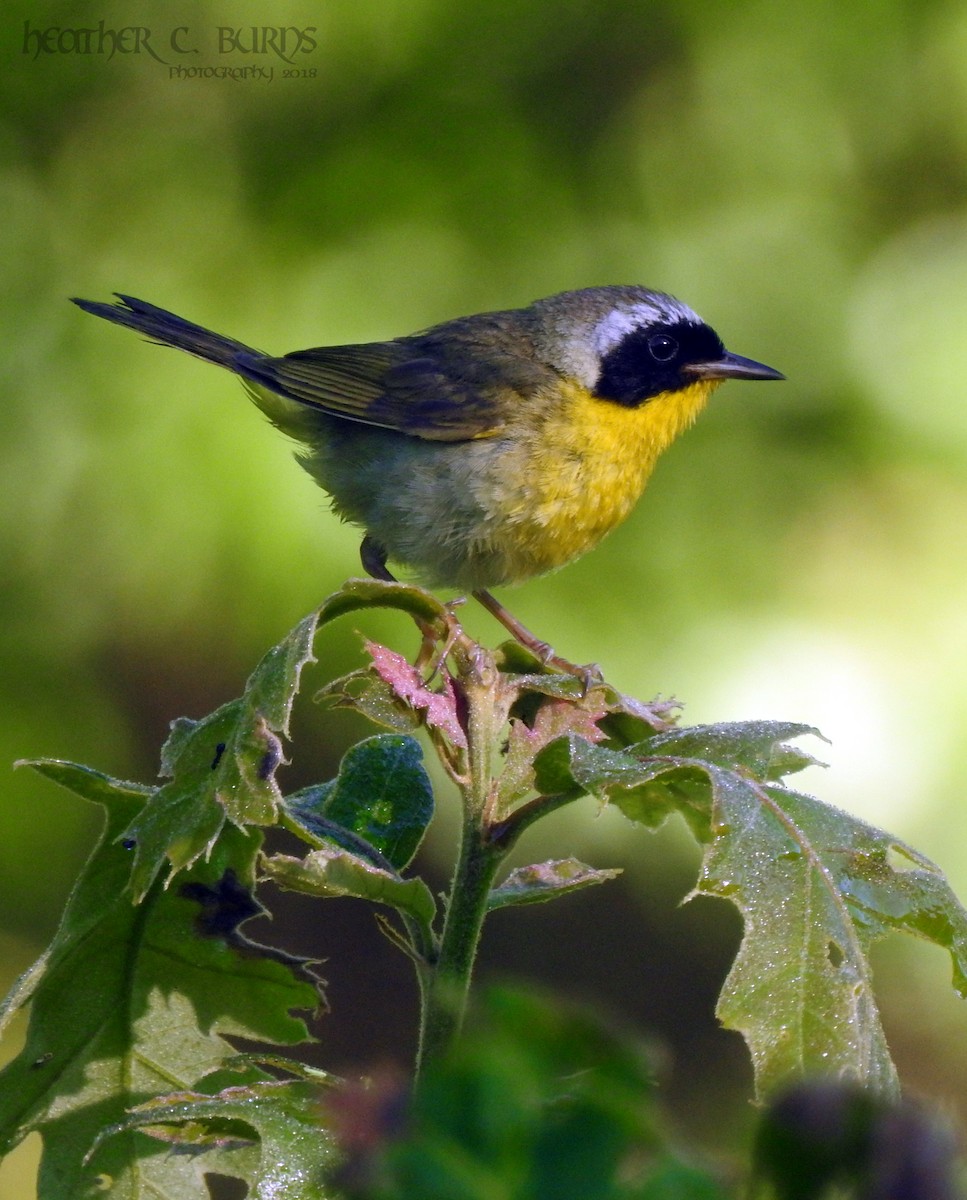 Common Yellowthroat - ML108263521