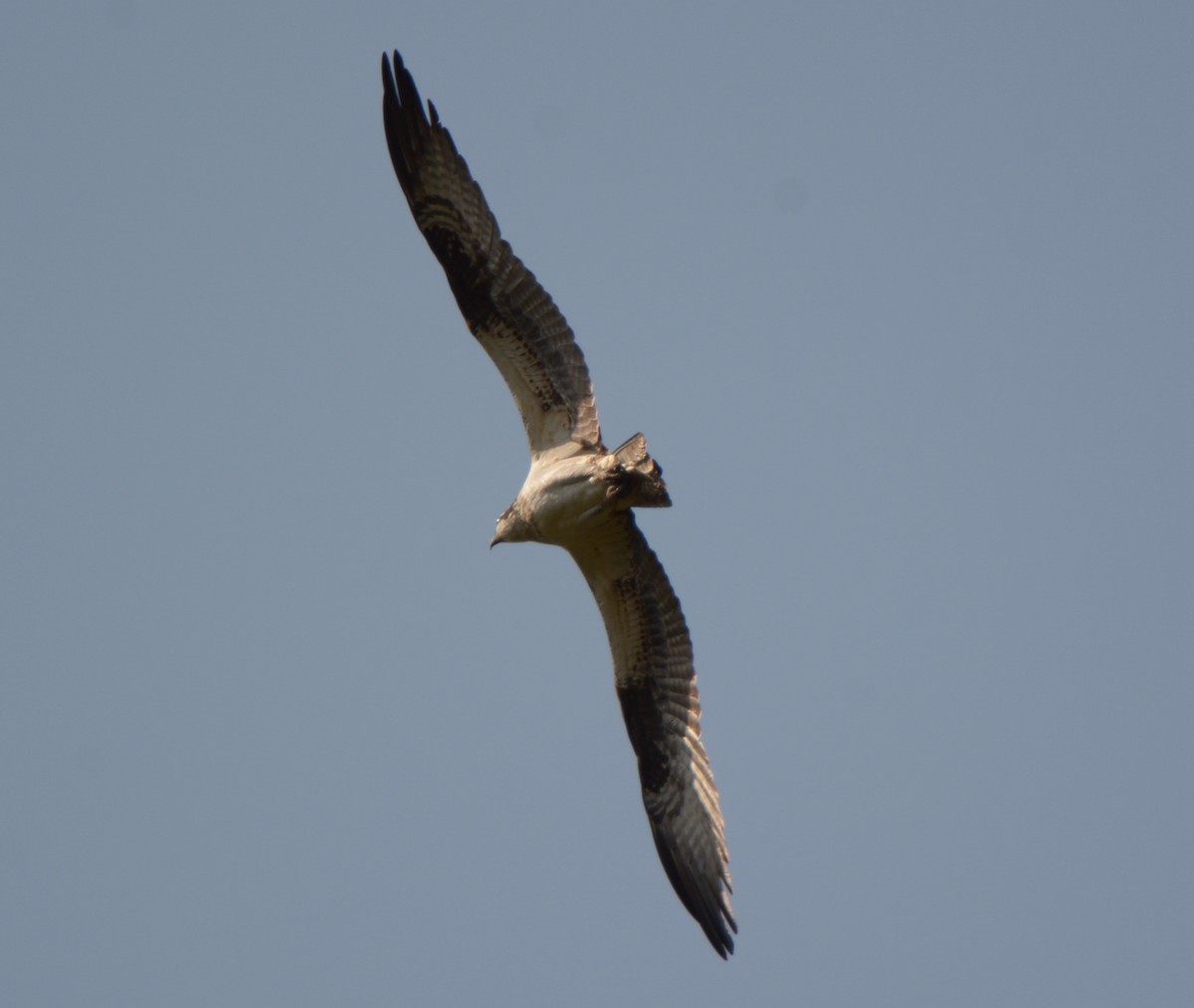 Osprey - Lou Falcon