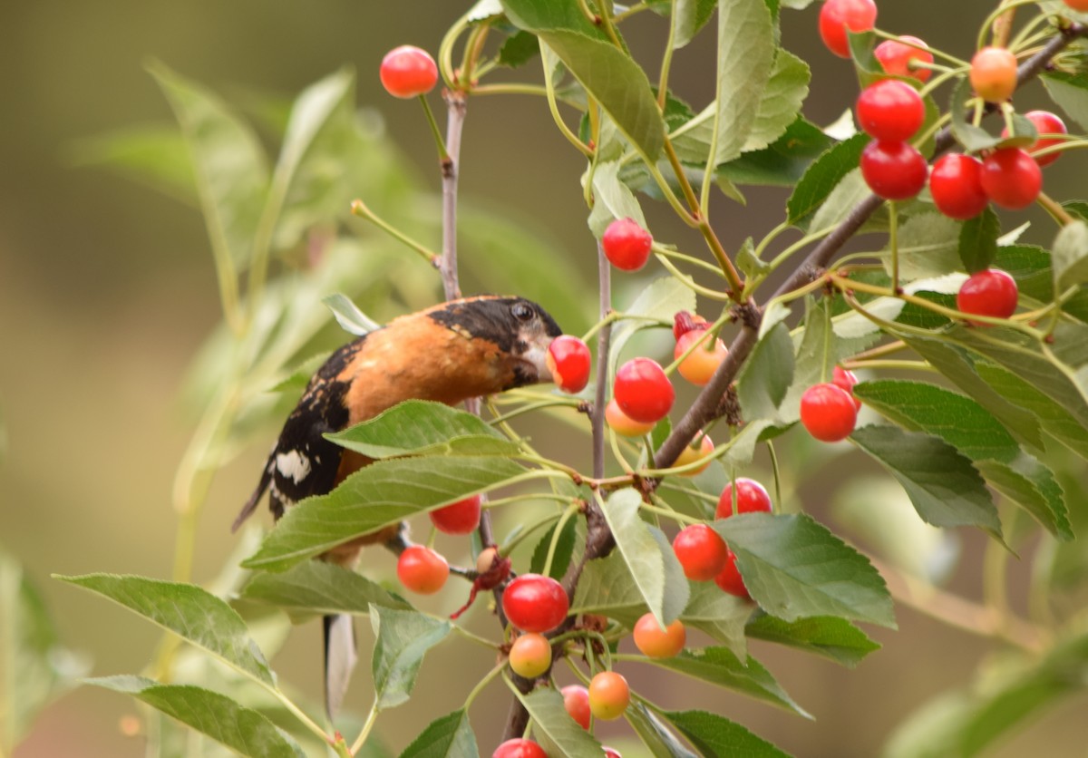 Black-headed Grosbeak - ML108264431