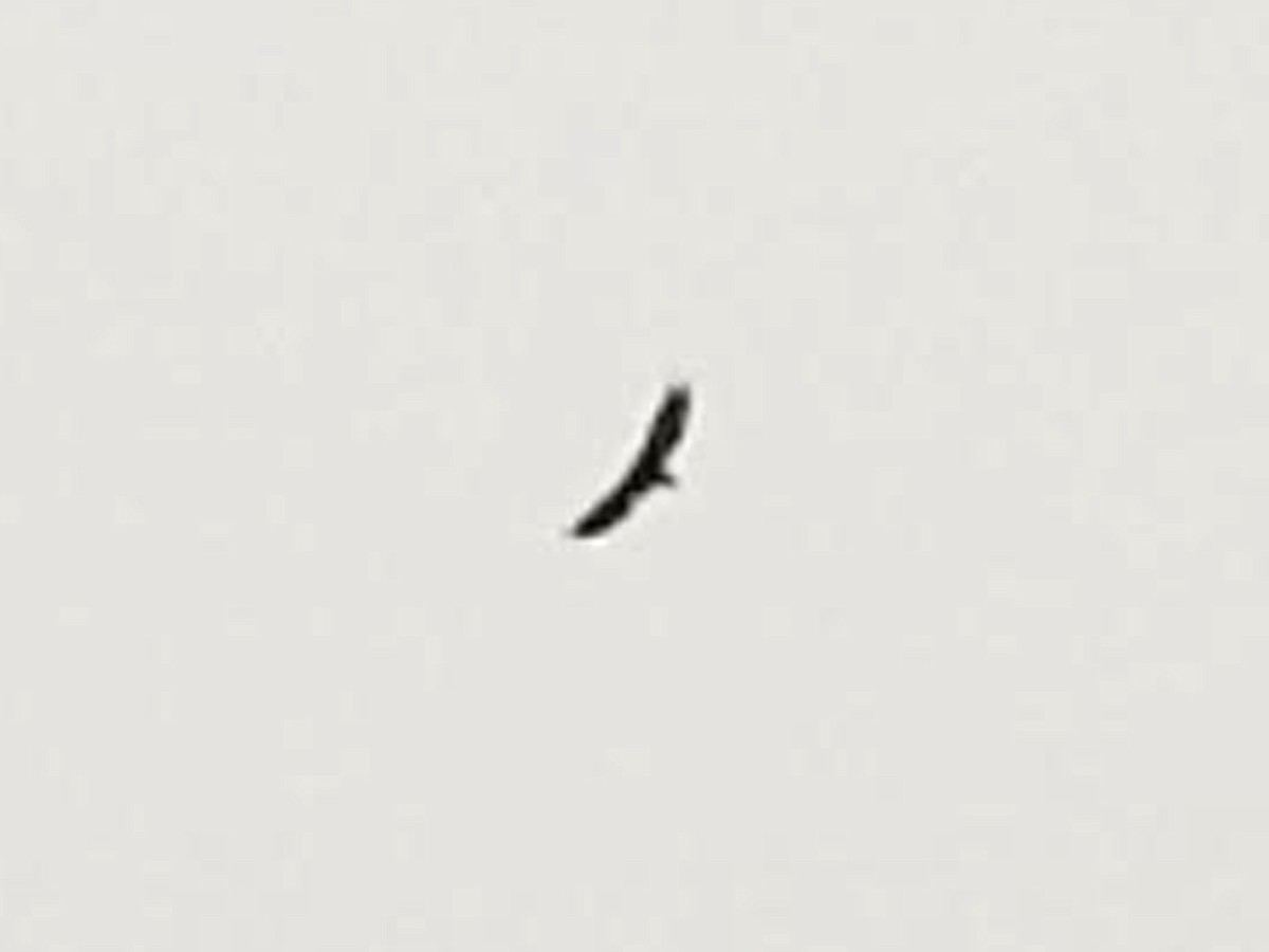 new world vulture sp. - ML108264551