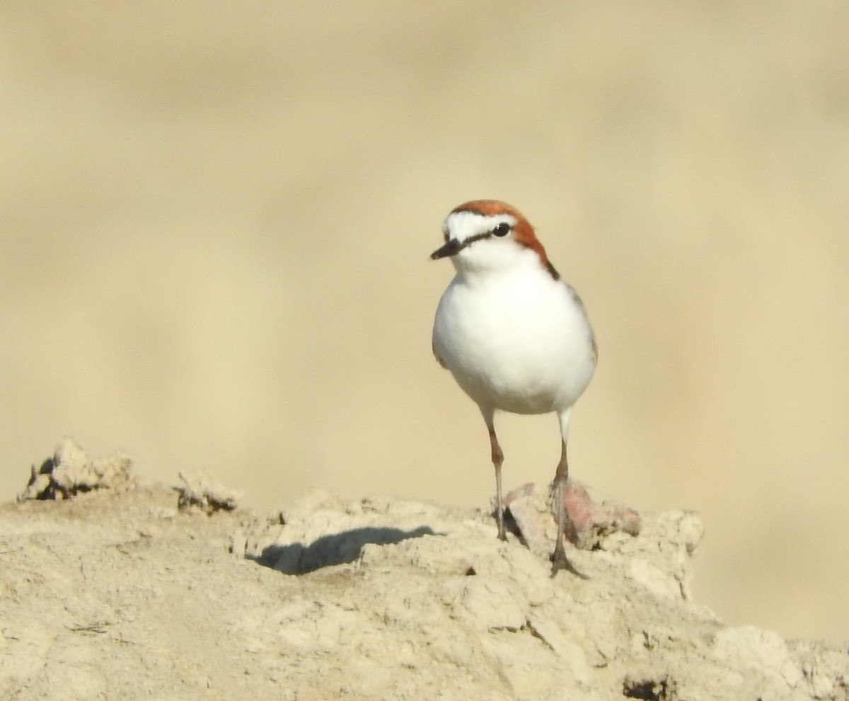 Red-capped Plover - ML108264581