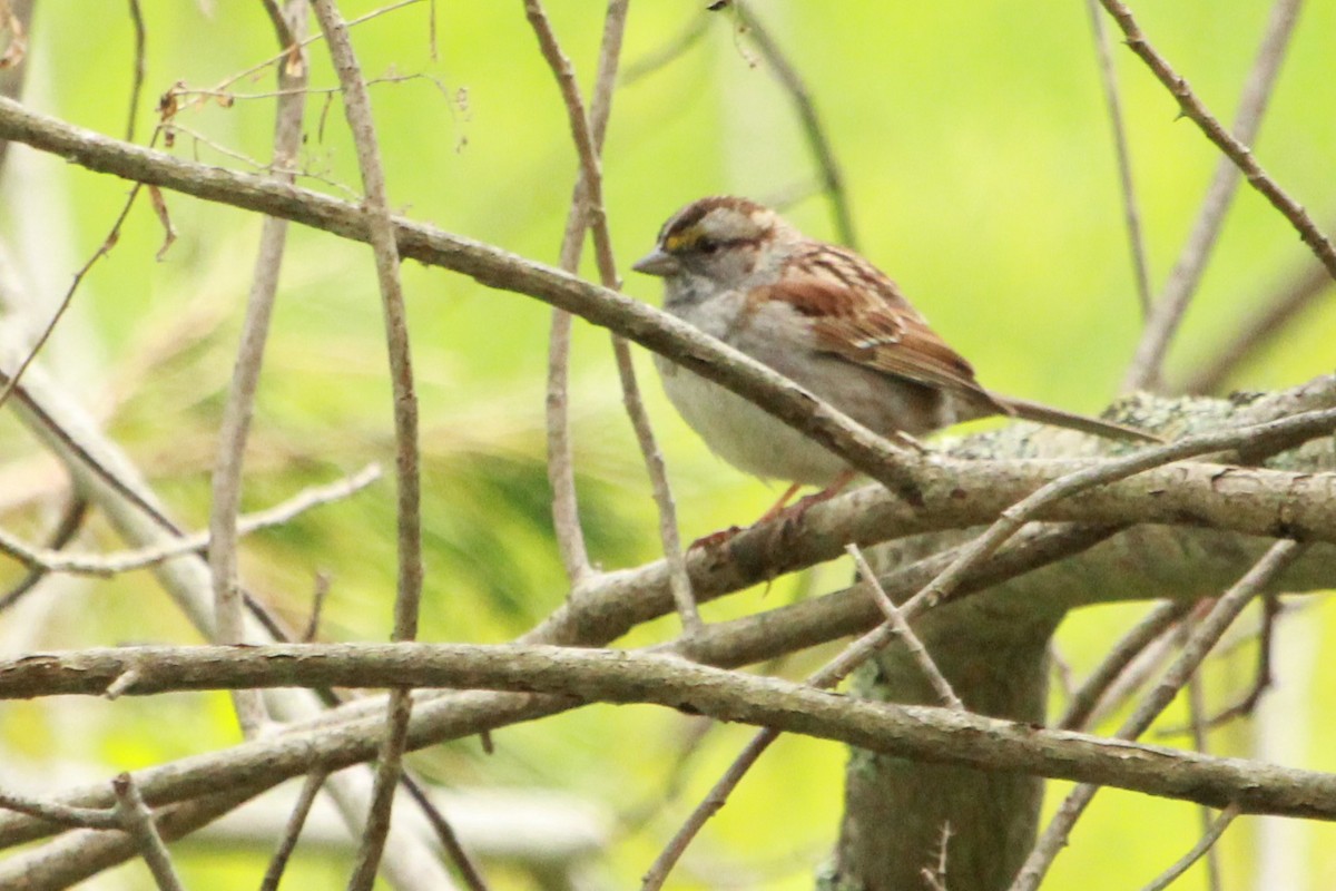 White-throated Sparrow - Robert Beaumont