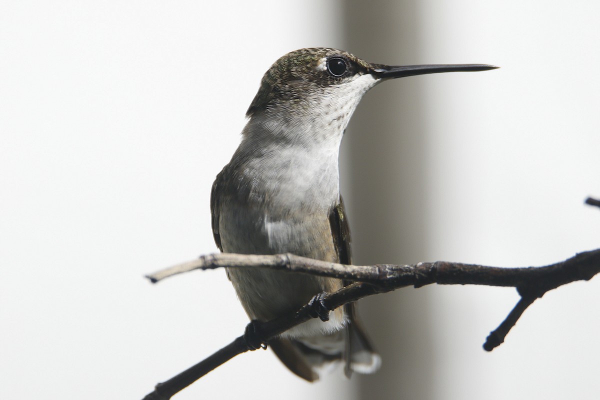 Ruby-throated Hummingbird - Lou Falcon