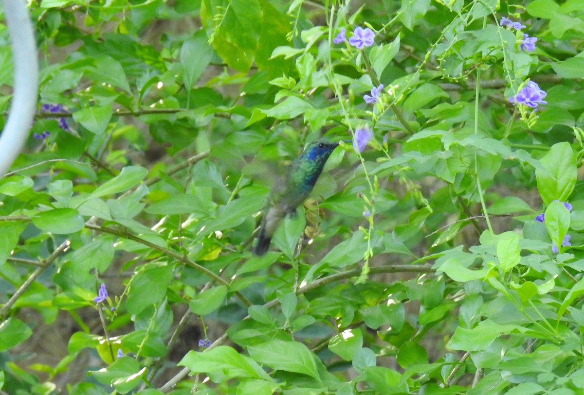 kolibřík zelený - ML108265551