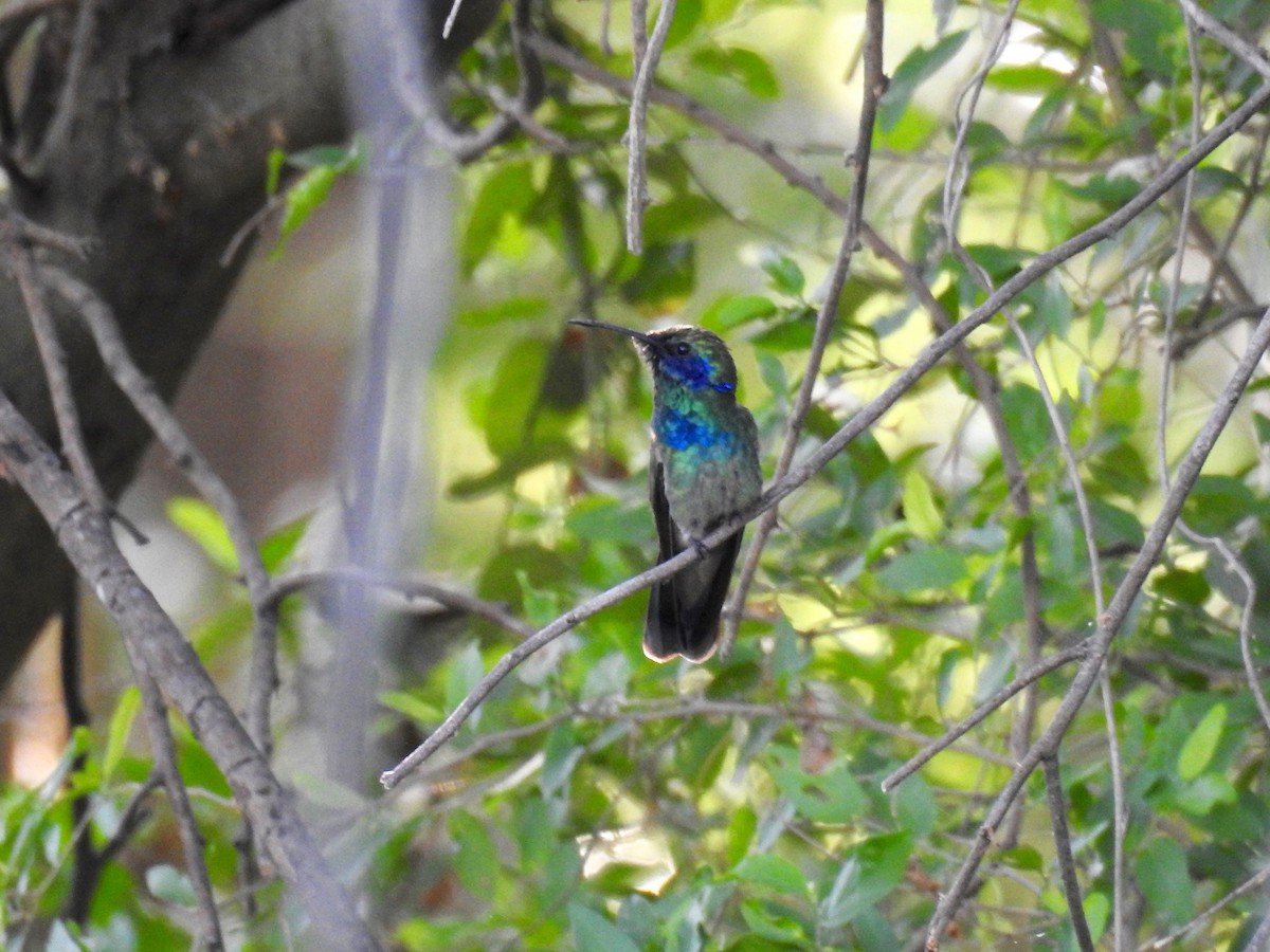 Mexican Violetear - R.D. Wallace