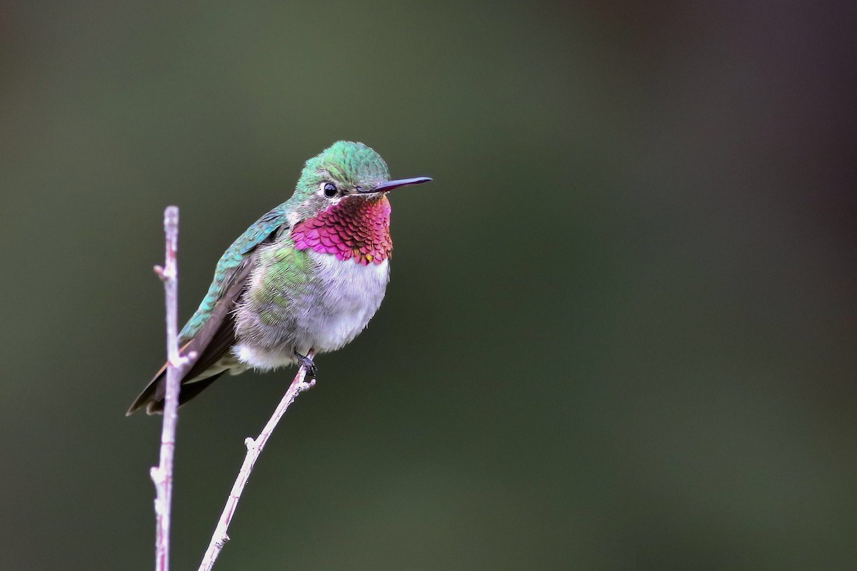 Broad-tailed Hummingbird - Max Nootbaar