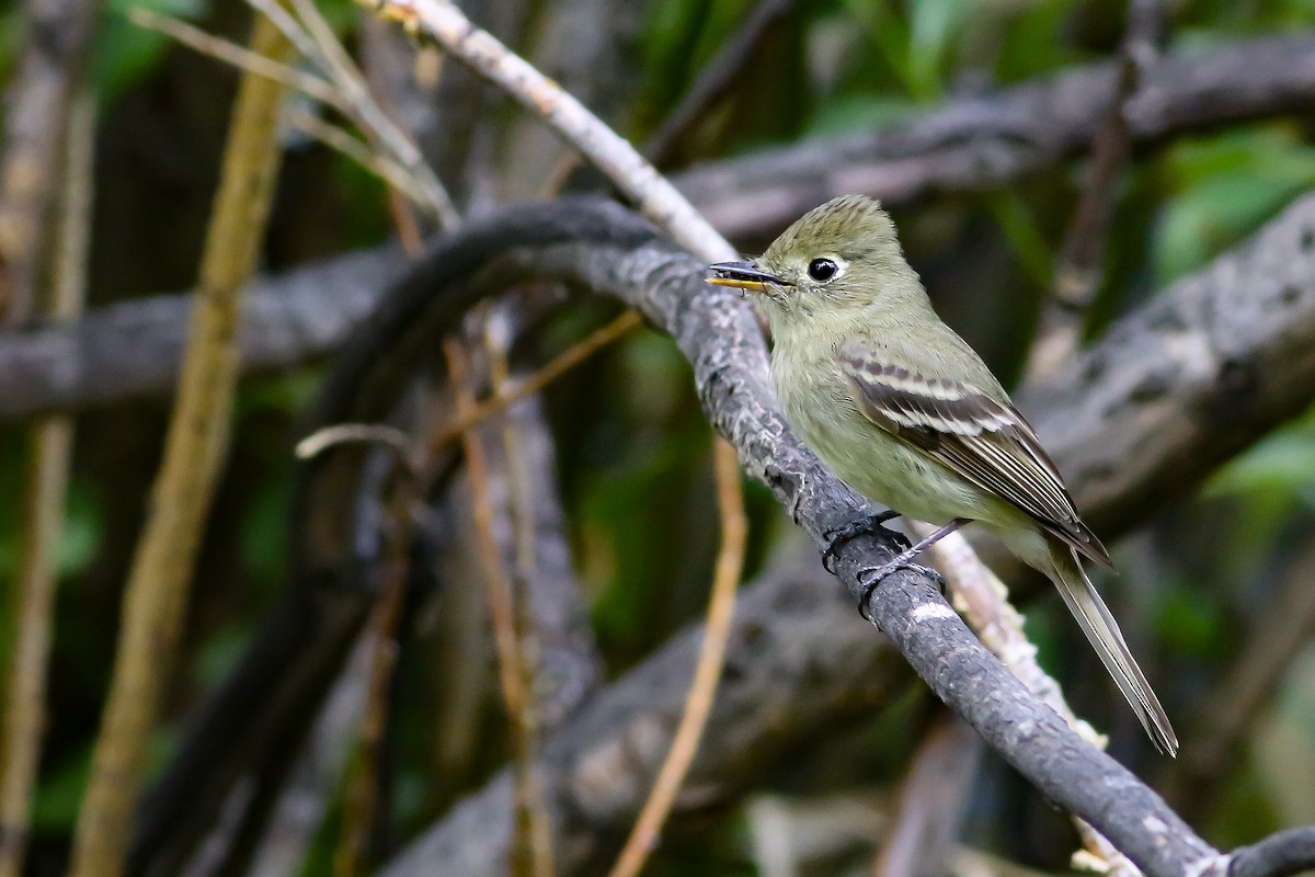 Western Flycatcher (Cordilleran) - Max Nootbaar