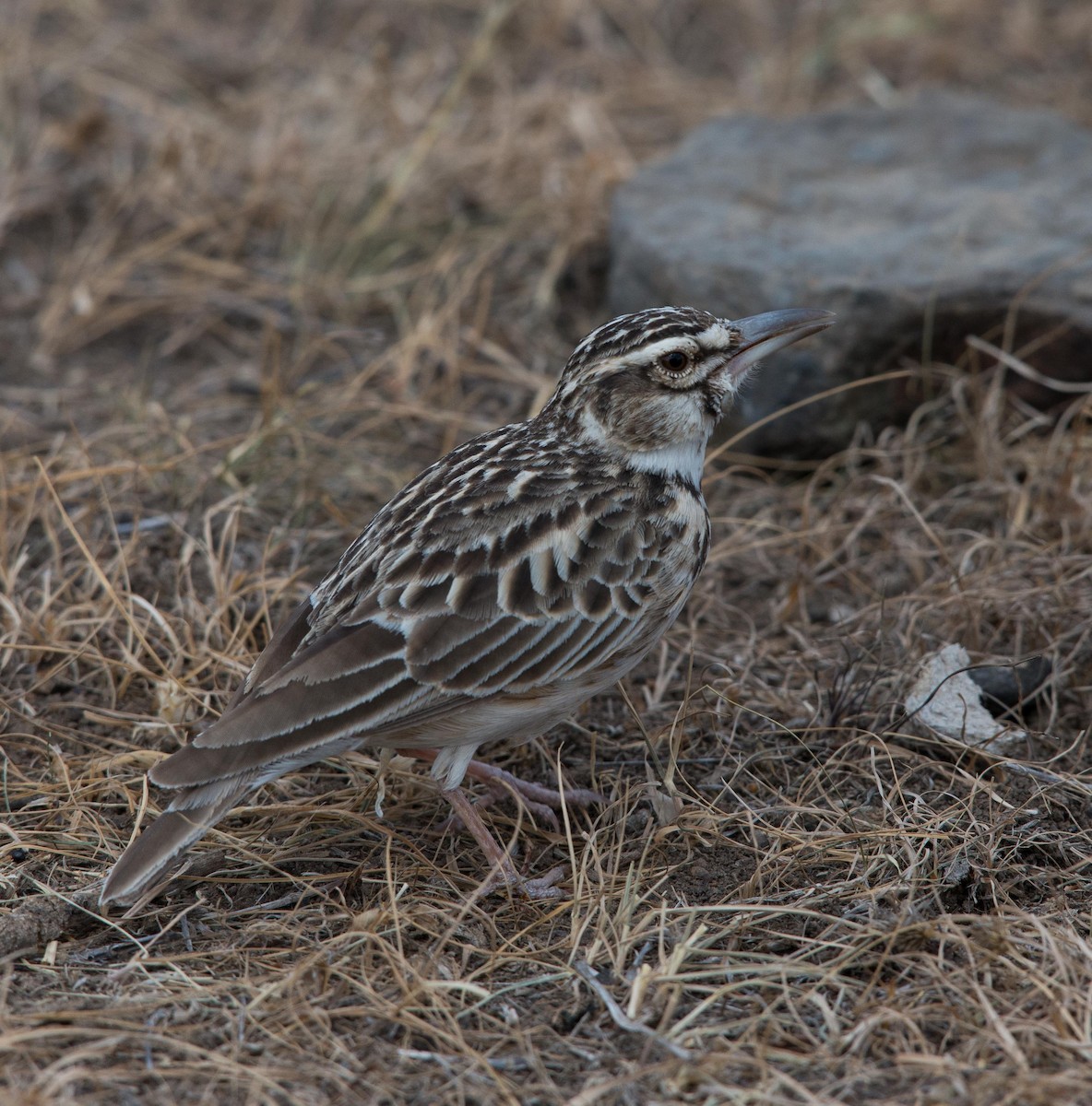 Short-tailed Lark - Simon Carter