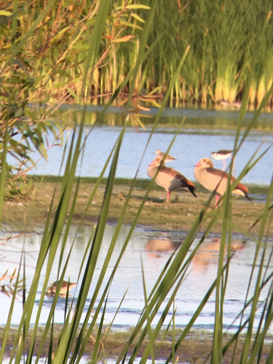 Egyptian Goose - ML108270241