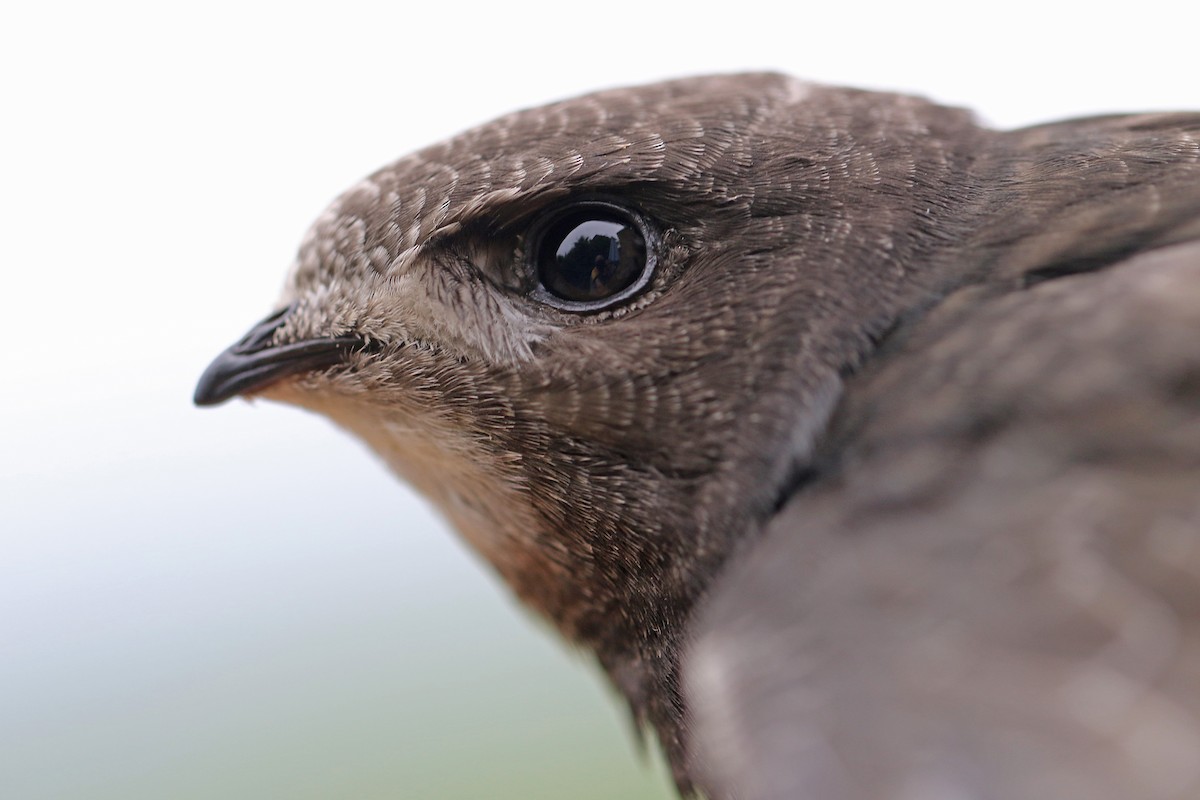 Common Swift - ML108270431