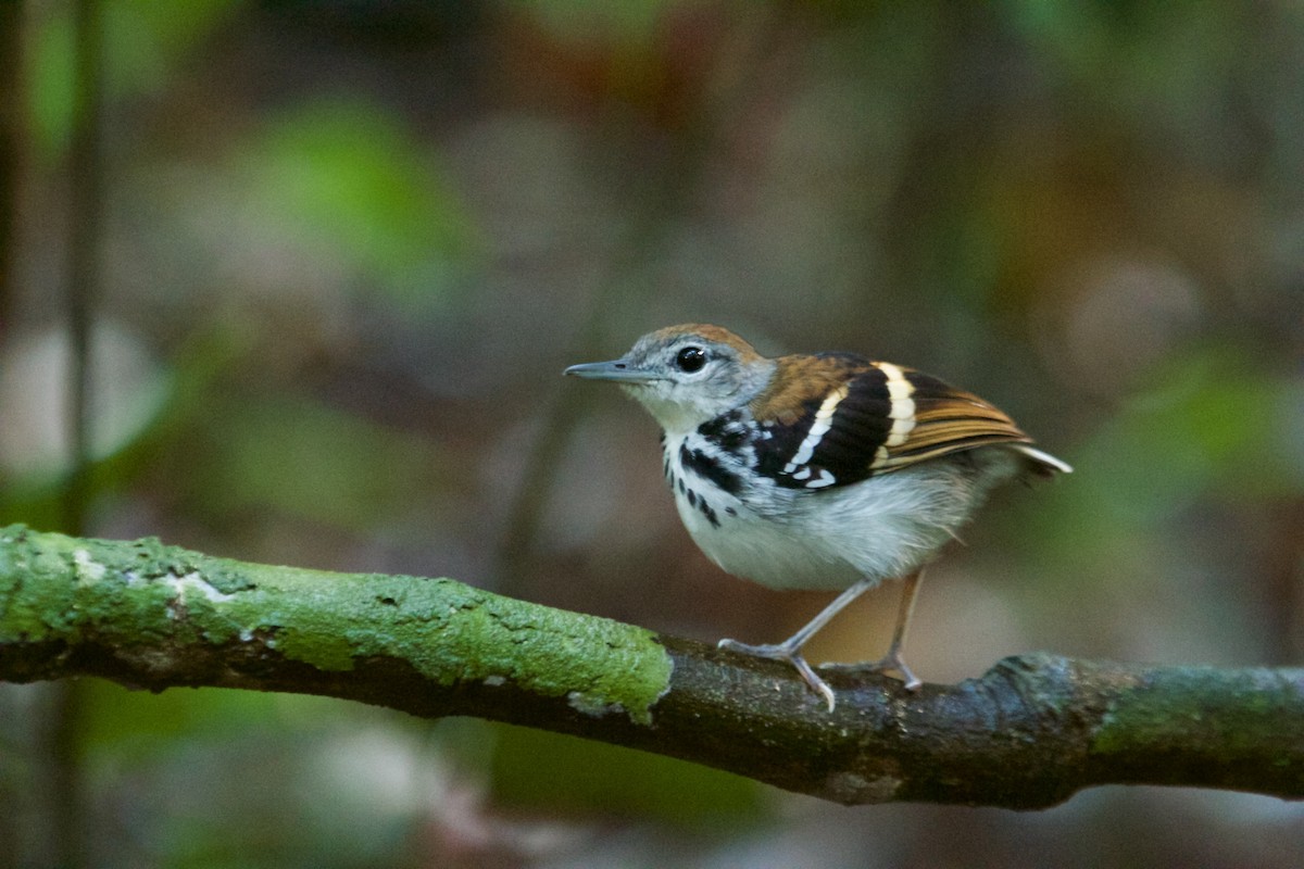 Banded Antbird - ML108271031