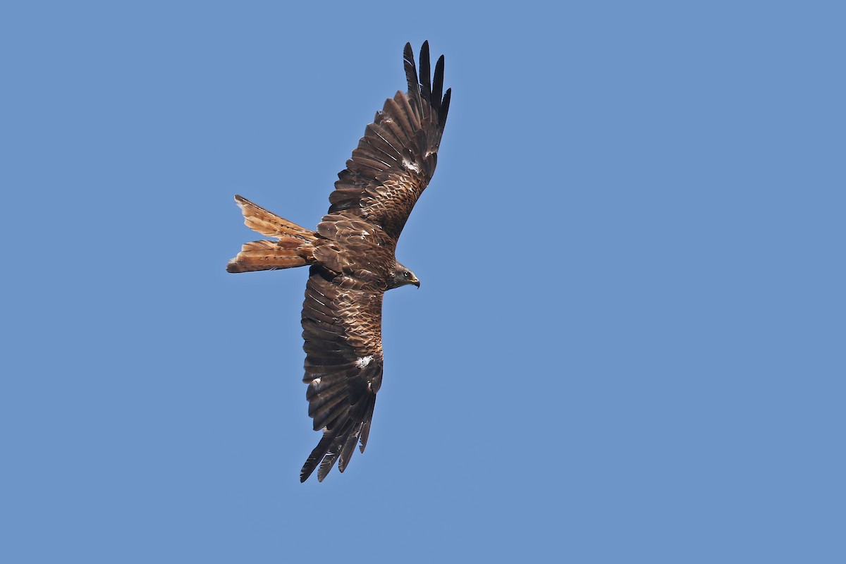 Red Kite - ML108271751