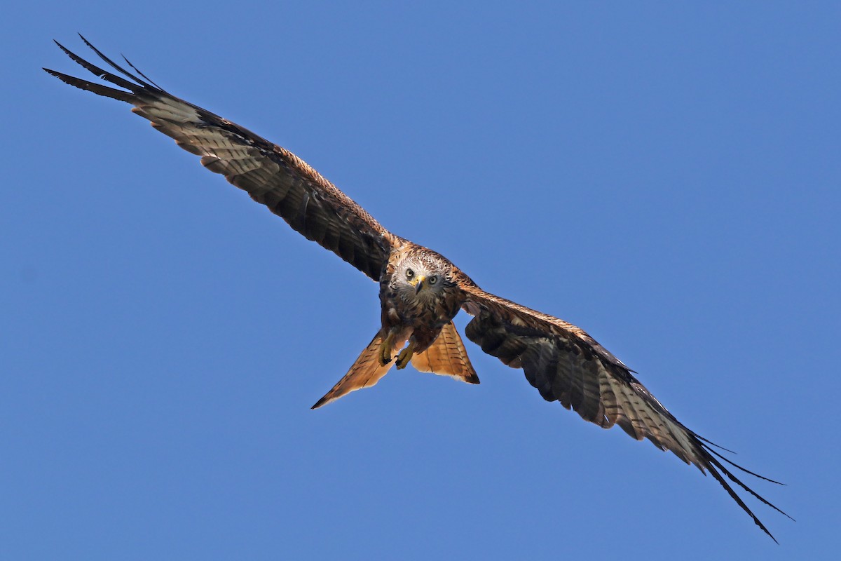 Red Kite - ML108271761