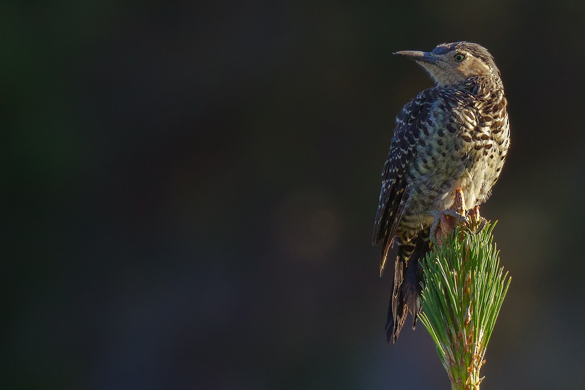 Chilean Flicker - ML108271781