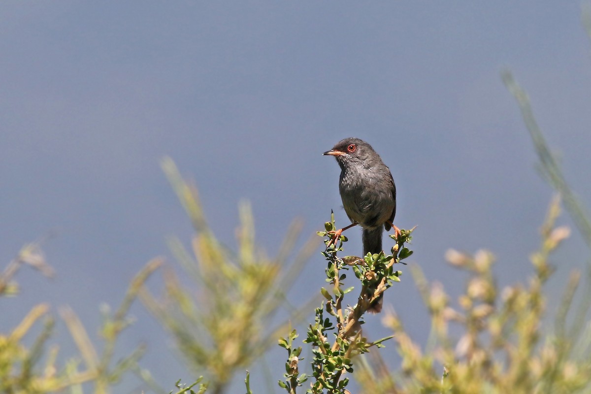 Marmora's Warbler - ML108271871