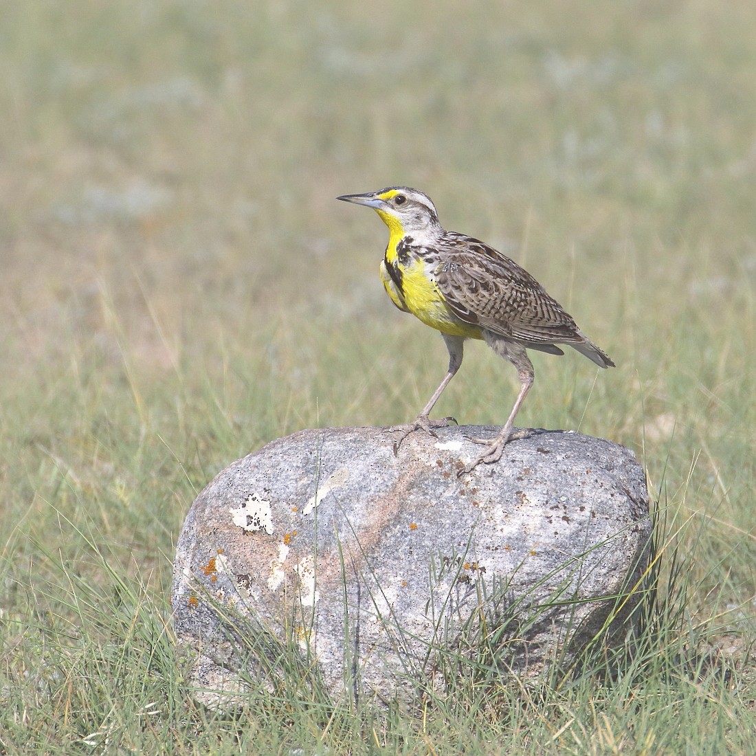 Western Meadowlark - ML108272231