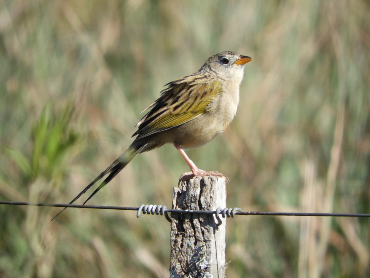 Wedge-tailed Grass-Finch - Silvia Enggist