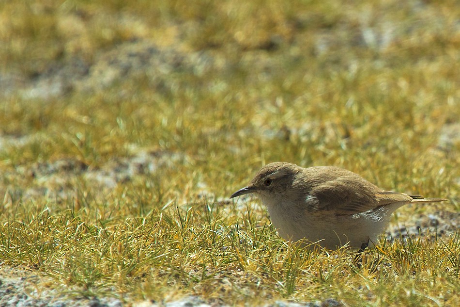 Altiplano-Erdhacker - ML108275391