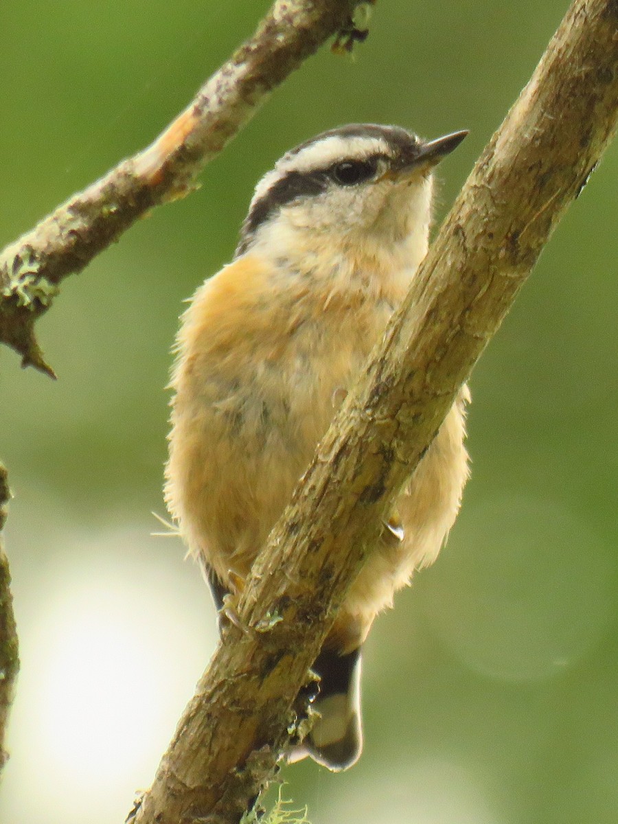 Red-breasted Nuthatch - ML108275511