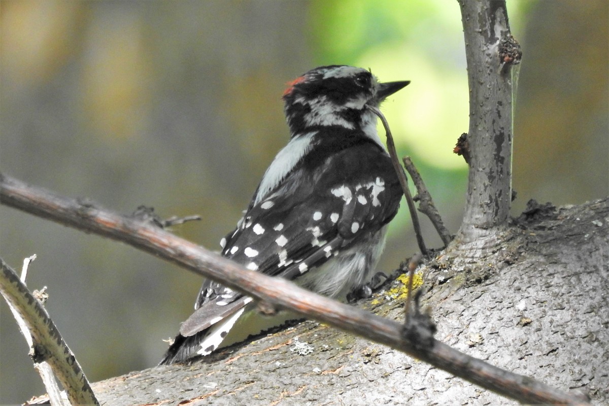 Downy Woodpecker - ML108278241