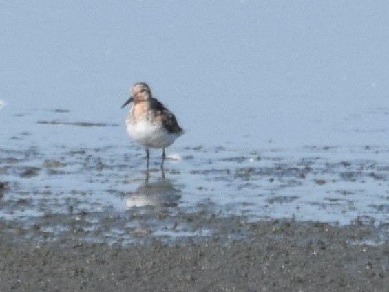 Гурвалж элсэг - ML108282161