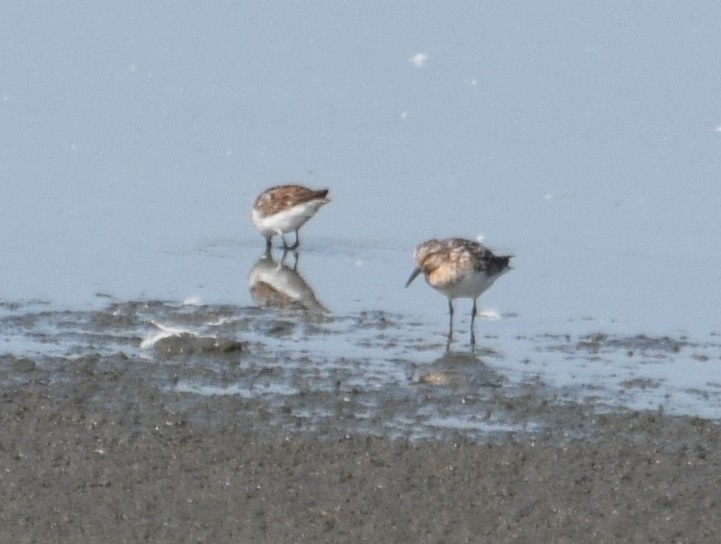 Гурвалж элсэг - ML108282291