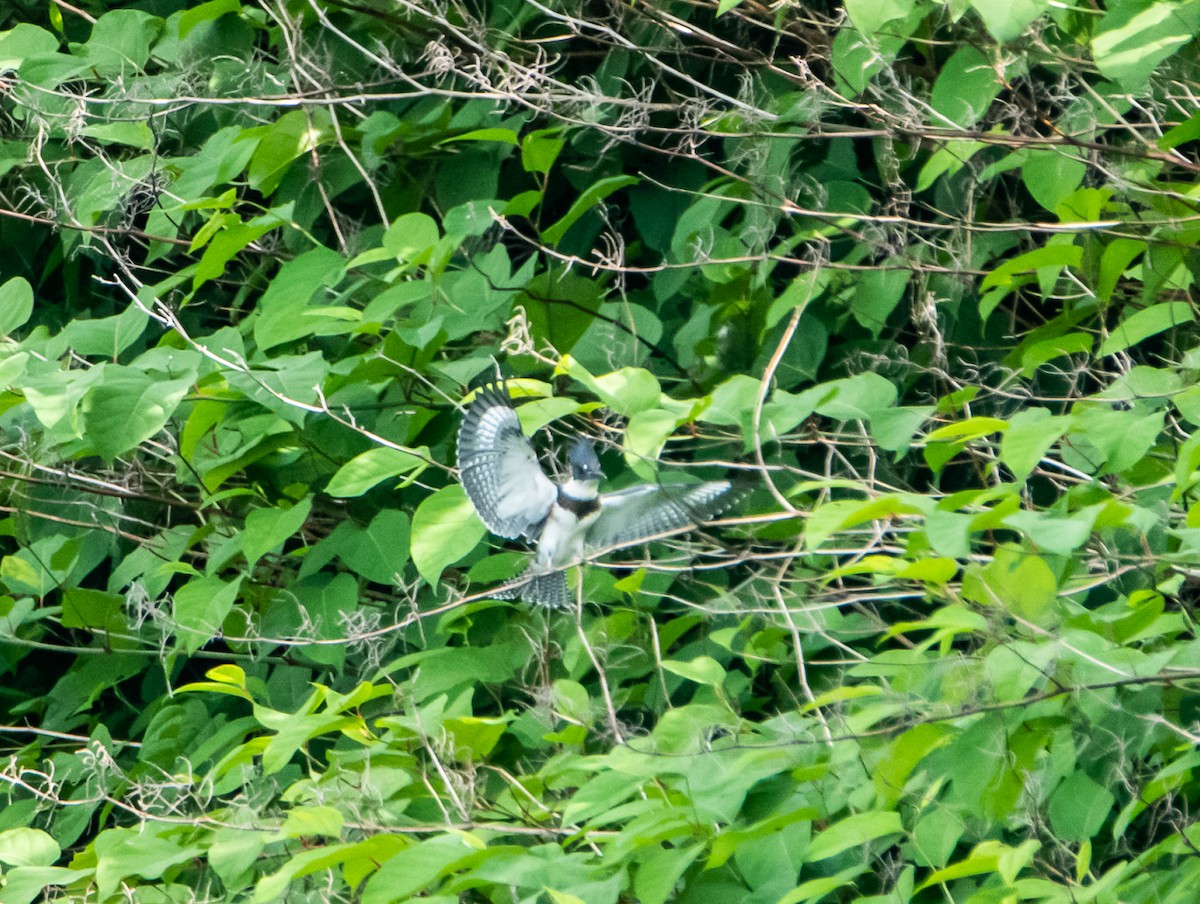 Belted Kingfisher - ML108283531