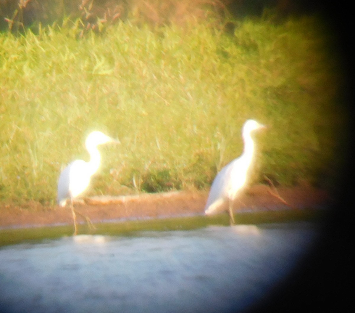 Little Blue Heron - ML108284241