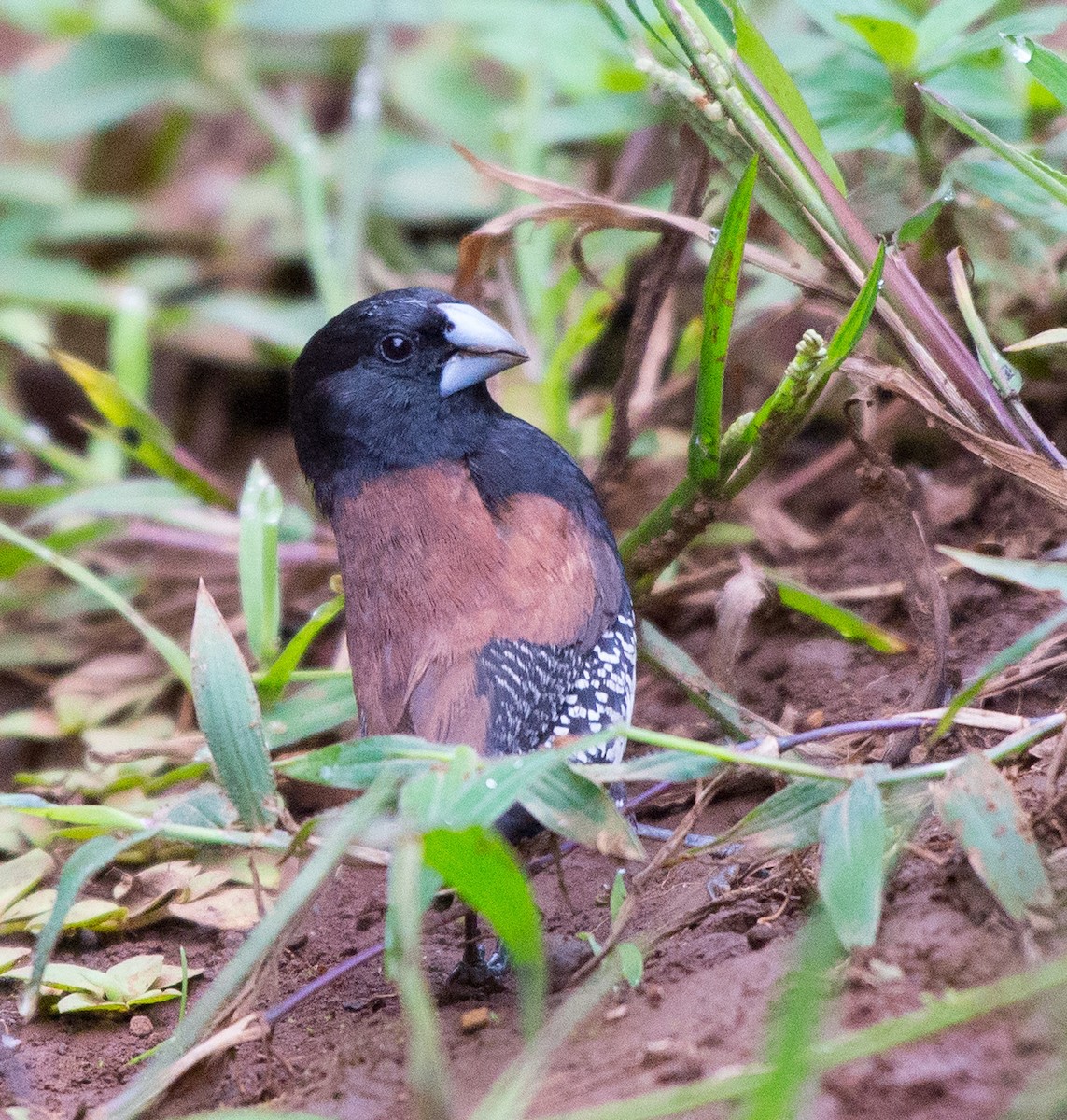 Capuchino Bicolor - ML108284651