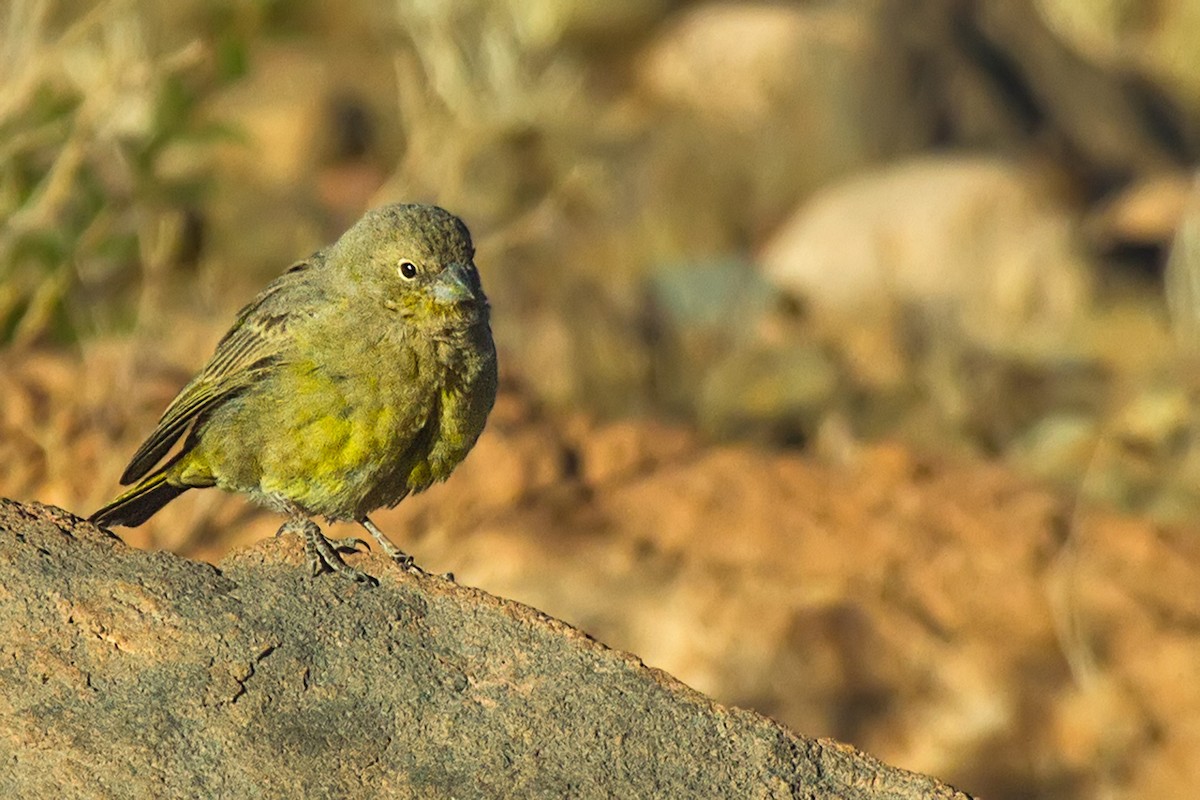 Greenish Yellow-Finch - ML108284781