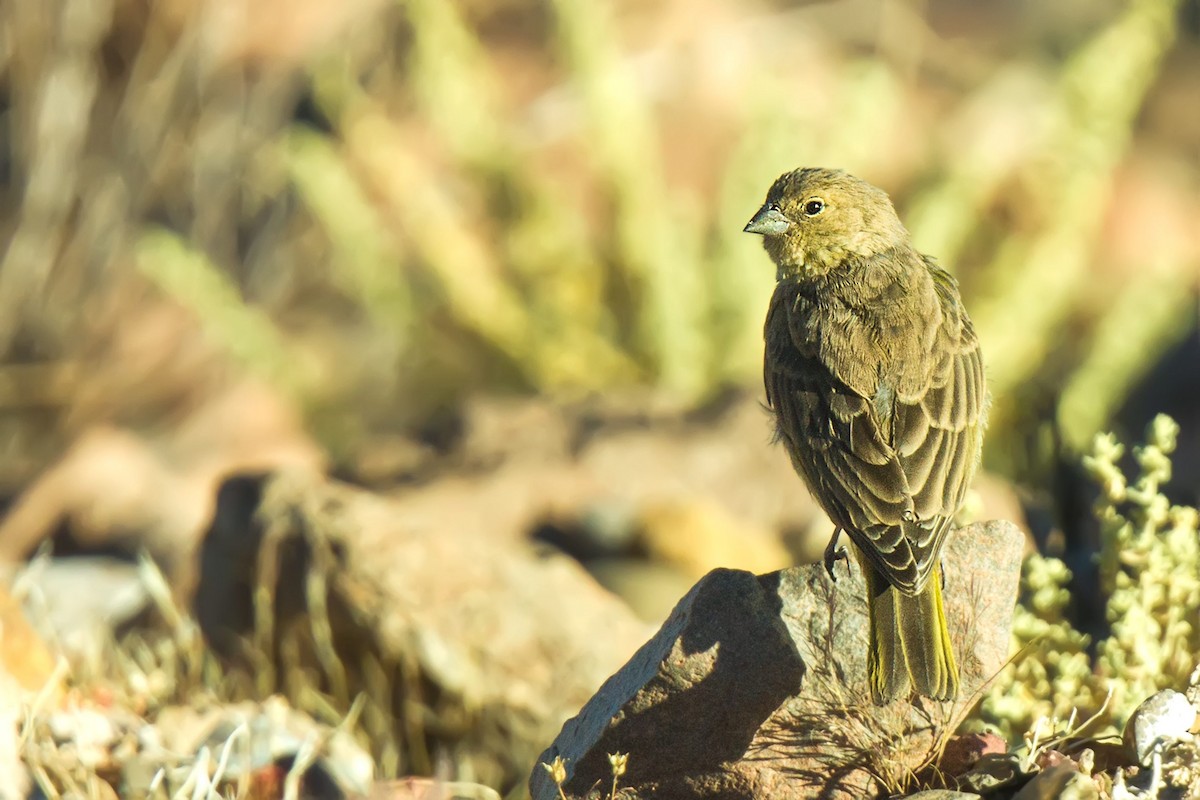 Greenish Yellow-Finch - Pio Marshall