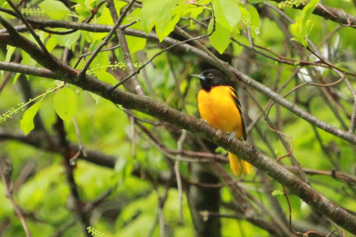 Baltimore Oriole - Robert Beaumont